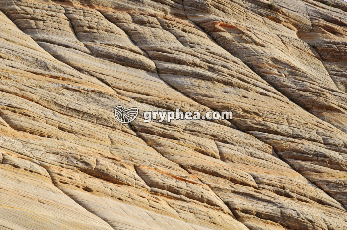 Sandstones Zion - gryphea.org